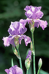 A modern hybrid bearded iris
