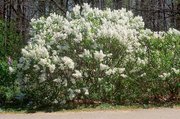 Lilac in flower (a white flowered cultivar