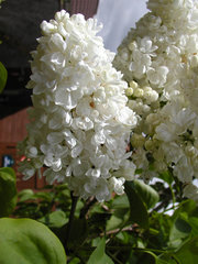 Lilac flower head of a double-flowered cultivar