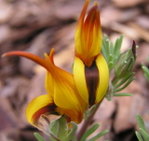 Lotus berthelotii, Trailing Lotus