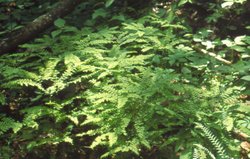 Adiantum pedatum (a fern)