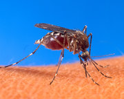 Aedes aegypti biting a human.
