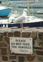 Sign in Ilfracombe, England designed to help control Seagull presence