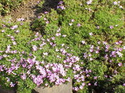 Phlox diffusa