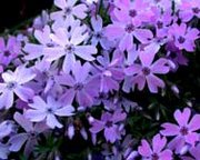 Phlox flowers
