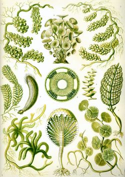Green algae from Ernst Haeckel's Kunstformen der Natur, 1904.
