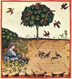 Bird trapping, tacuinum sanitatis casanatensis (XIV century)