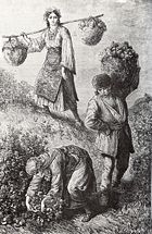 Rose-picking in the Rose Valley near the town of Kazanlak in Bulgaria, 1870s, engraving by Austro-Hungarian traveller F. Kanitz