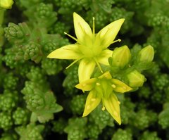 Sedum acre