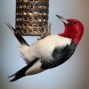 Red-headed woodpecker on a bird feeder.