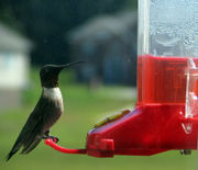 A hummingbird feeder with red nectar.