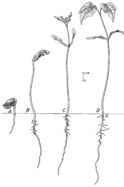 Development of an angiosperm (maple) seedling
