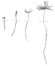 Development of a gymnosperm (Douglas fir) seedling