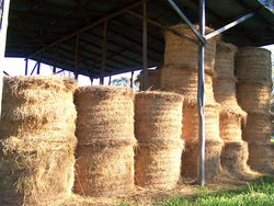 An Australian Hay Shed