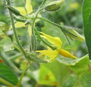 Tomato flowers