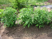 Young tomato plants in a garden