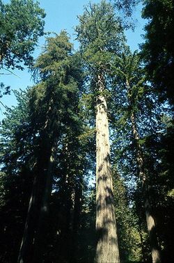 The coniferous Coast Redwood is the tallest tree species on earth.