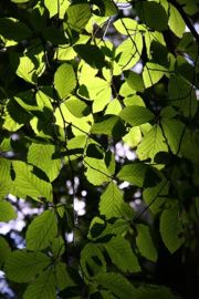 Leaves are an important feature of trees.  These are Beech leaves.