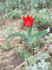 Wild tulip in the steppes of Kazakhstan