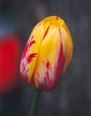 Variegated colors produced by tulip's long cultivation.
