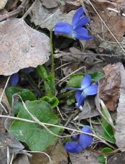 Sweet violet