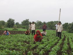 Weeds are removed manually in large parts of India.
