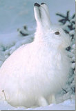 The Snowshoe Hare is one animal that changes color in winter