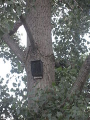 A typical bat house affixed to a tree trunk.